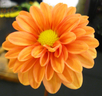 Dahlia ' LAKE HILLS CREAMSICLE '  (Paeony Fl. (Dwarf))  Walker A.  USA  2020  Washington State Show, USA 2022  (David Brown)